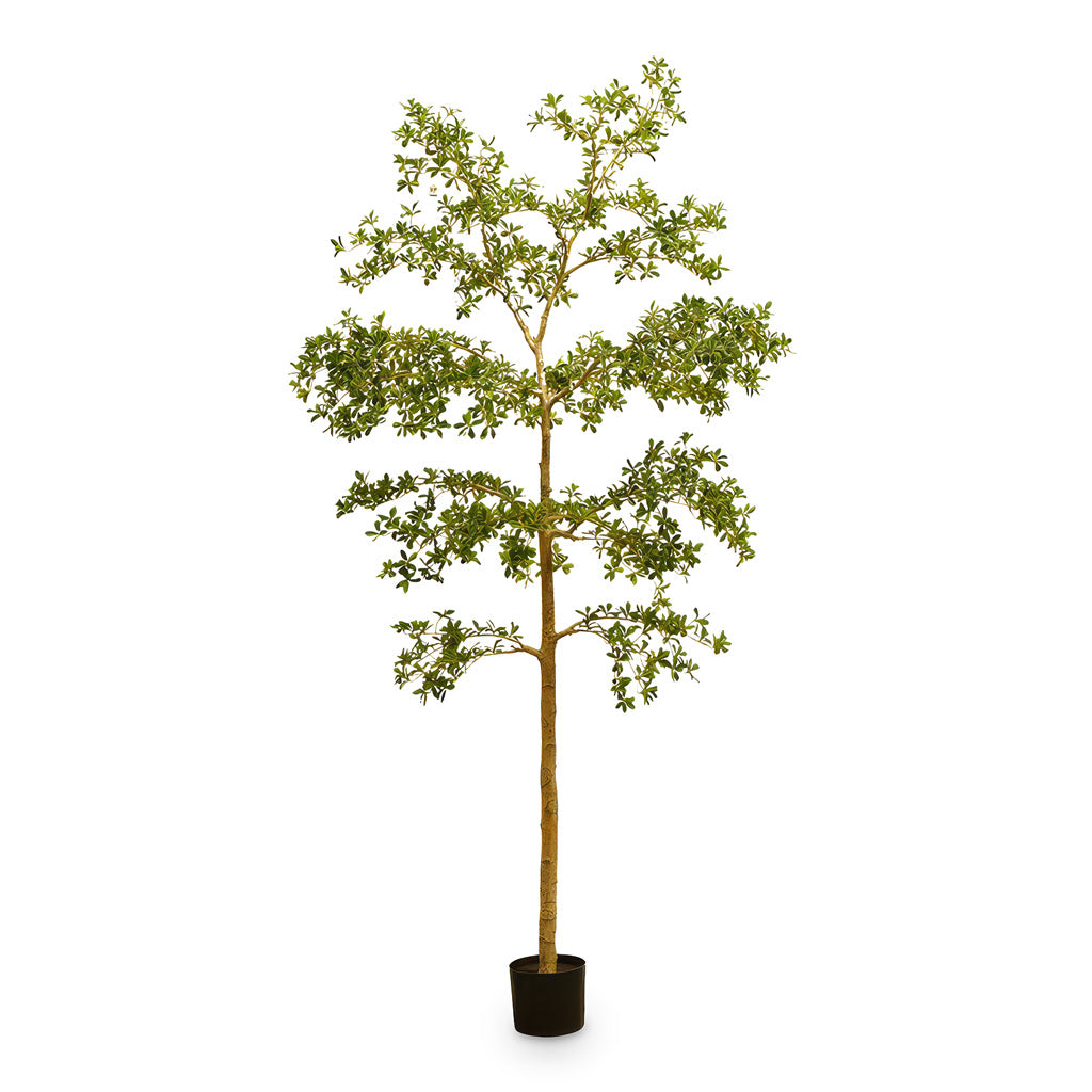 Bucida Tree Deluxe Potted Artificial 210cm