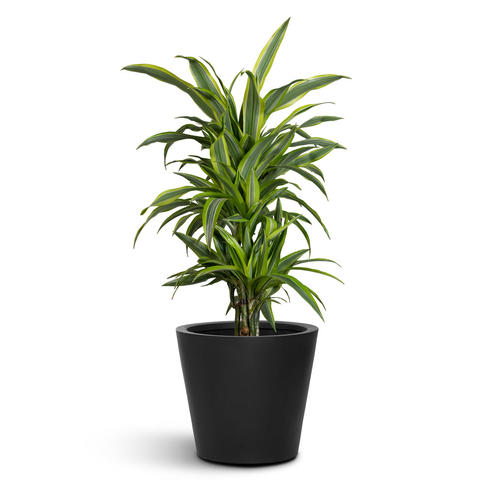 Bucket Natural Planter - Large Plant Display