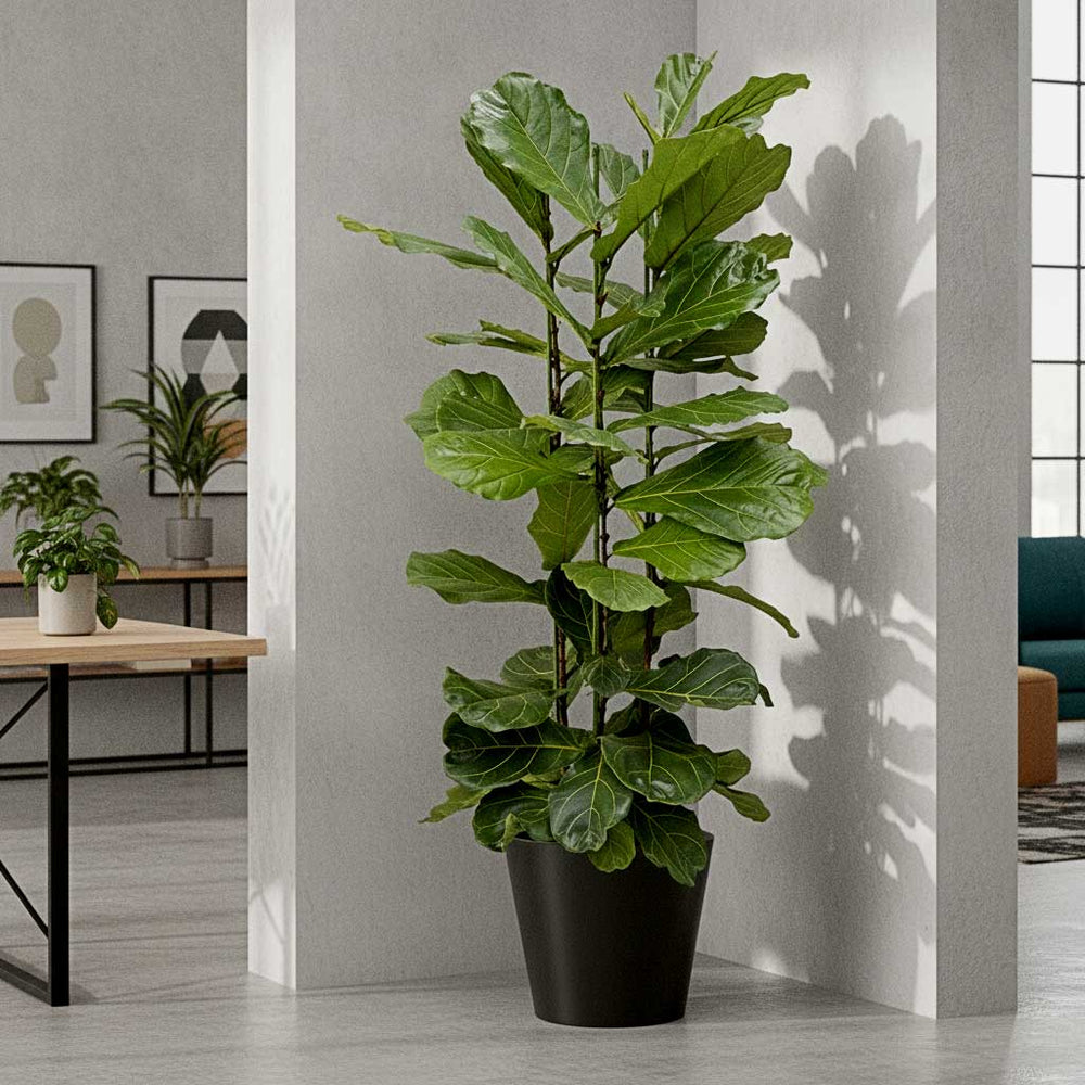 Ficus lyrata - HydroCare in Bucket Natural Planter - Black - 58 x 50cm