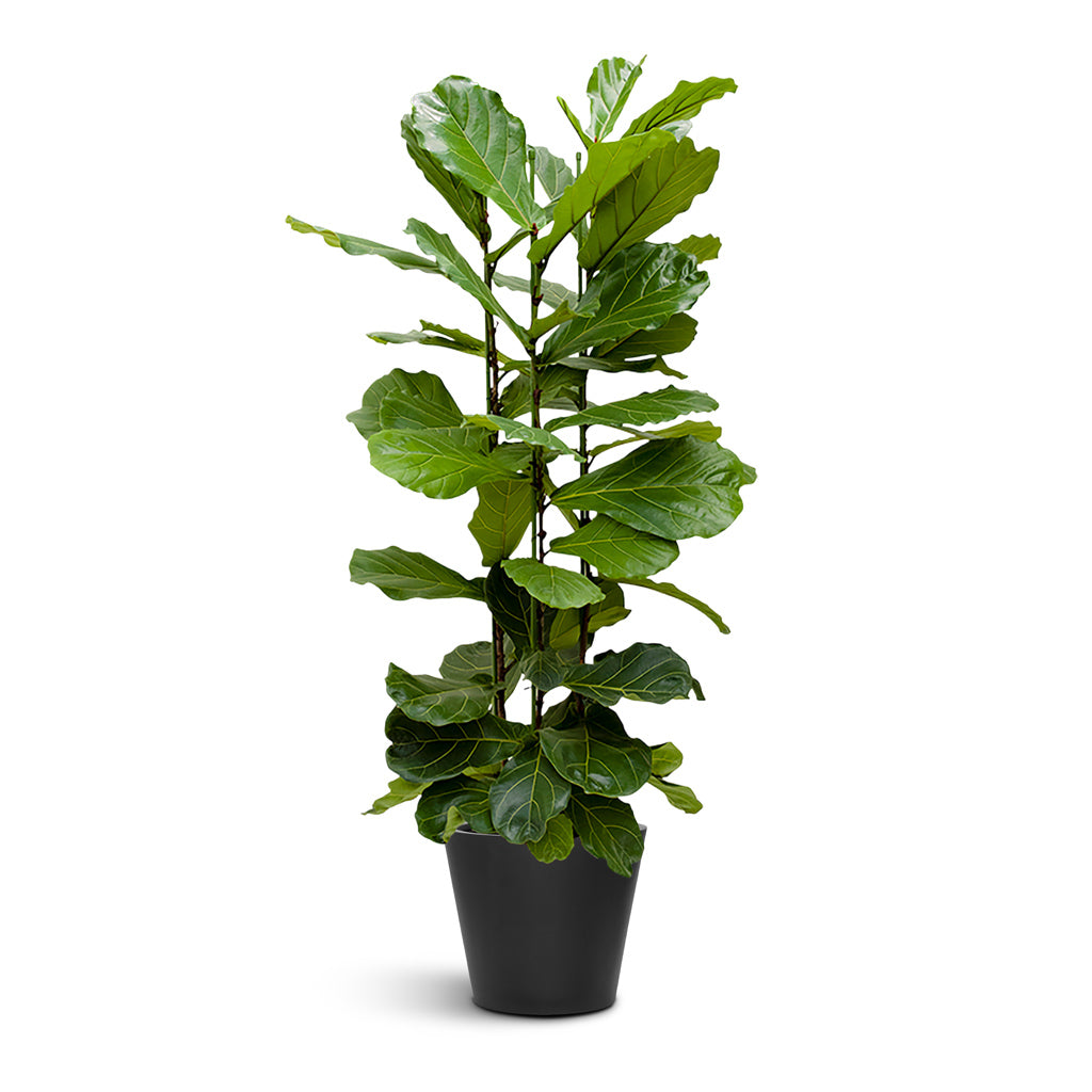 Bucket Natural Planter - Large Plant Display