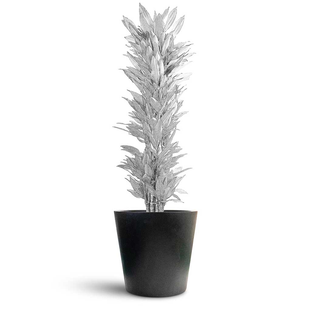 Bucket Natural Planter - Large Plant Display
