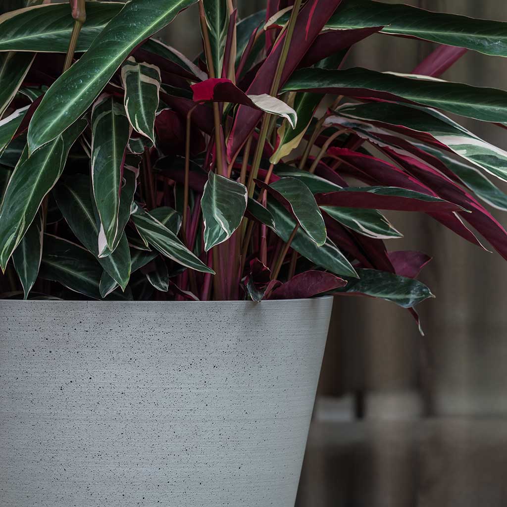 Bucket Refined Planter Clouded Grey & Stromanthe Plant Close Up