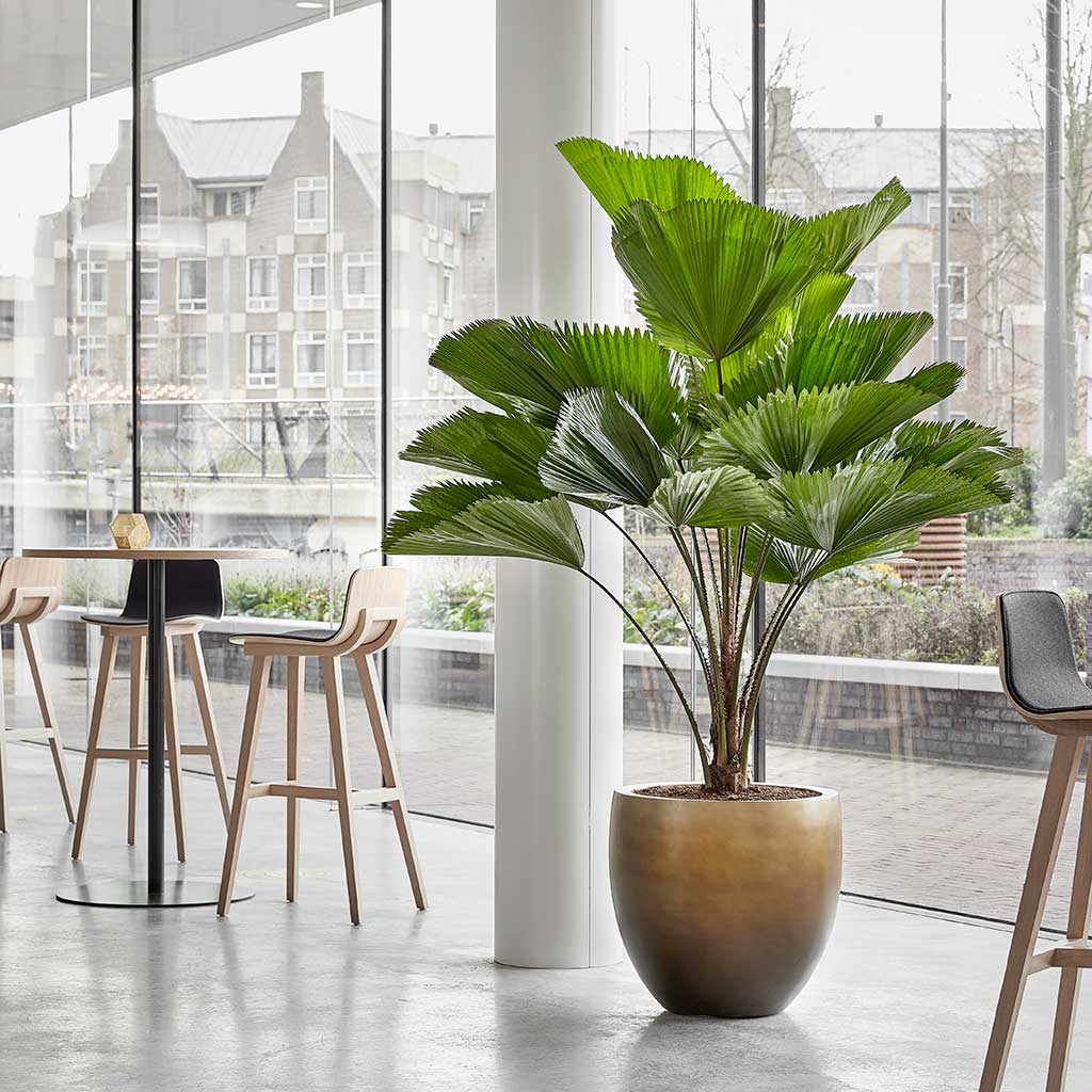 Plants & Planters For Business