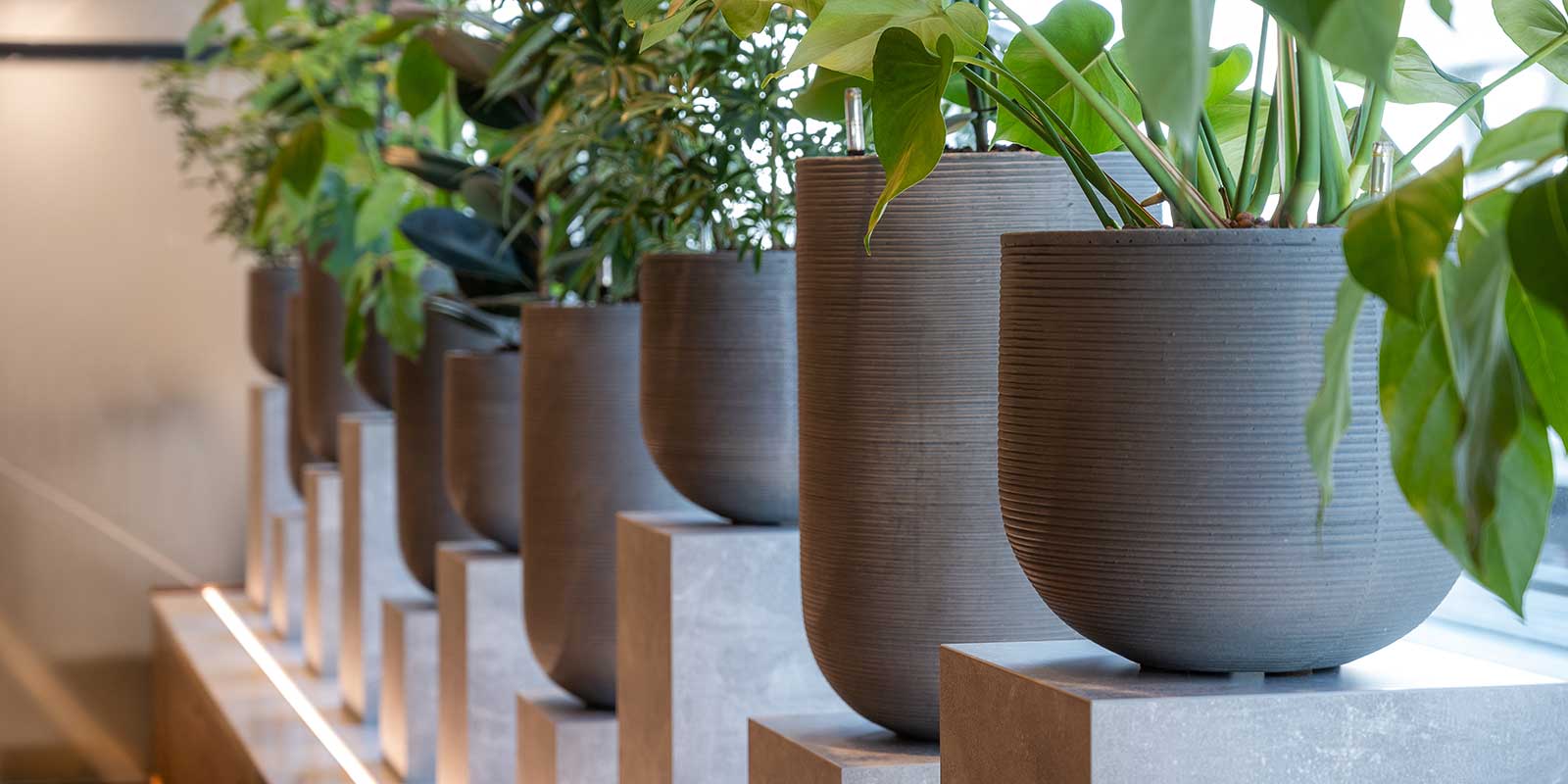 But Plants & Planters For Business - Plant Displays For Office, Retail & Hospitality