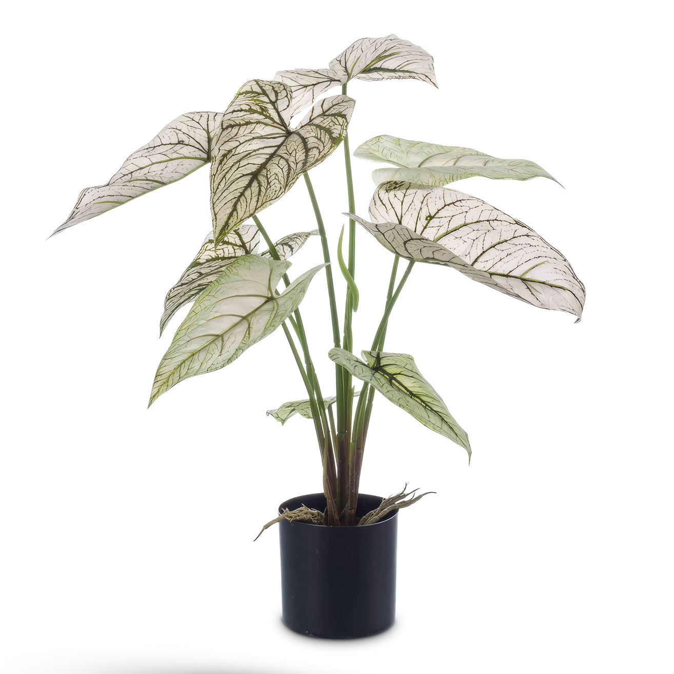 Caladium Green White Potted 60cm Artificial
