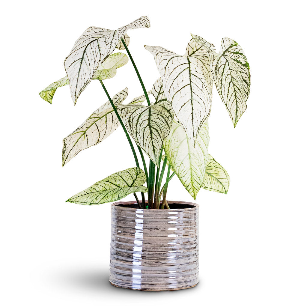 Caladium Green White Potted Artificial 60cm House Plant In Didi Pot Pearl Blue 19x16cm