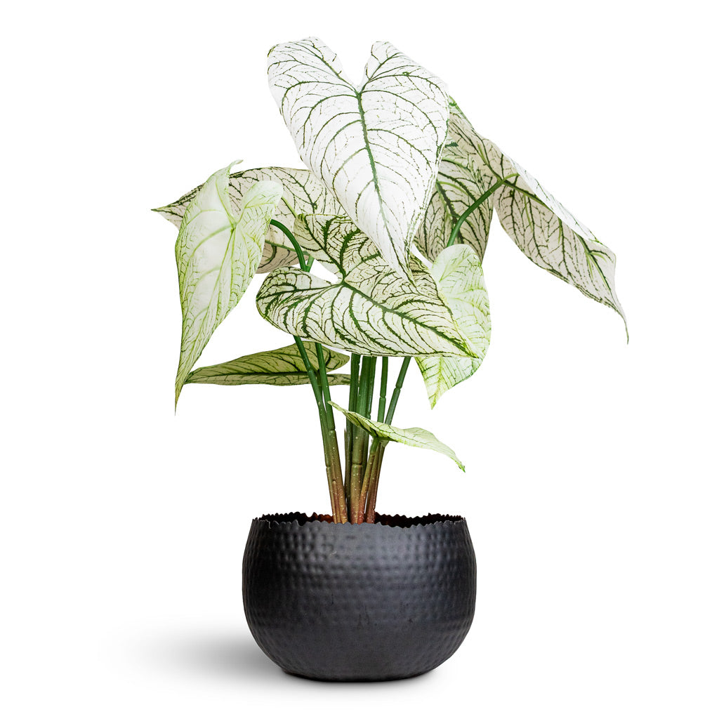 Caladium Green White Potted Artificial 60cm House Plant in Sahara Pot Slate 18x16cm
