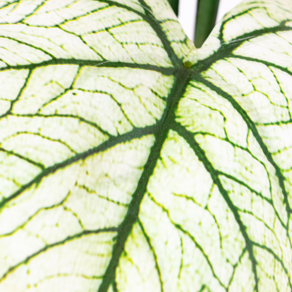 Caladium Green White Potted Artificial Close up