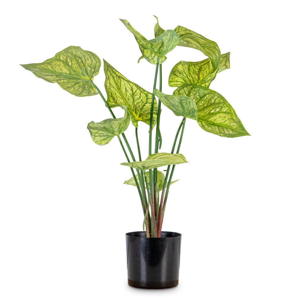 Caladium Green Yellow Potted Artificial 60cm