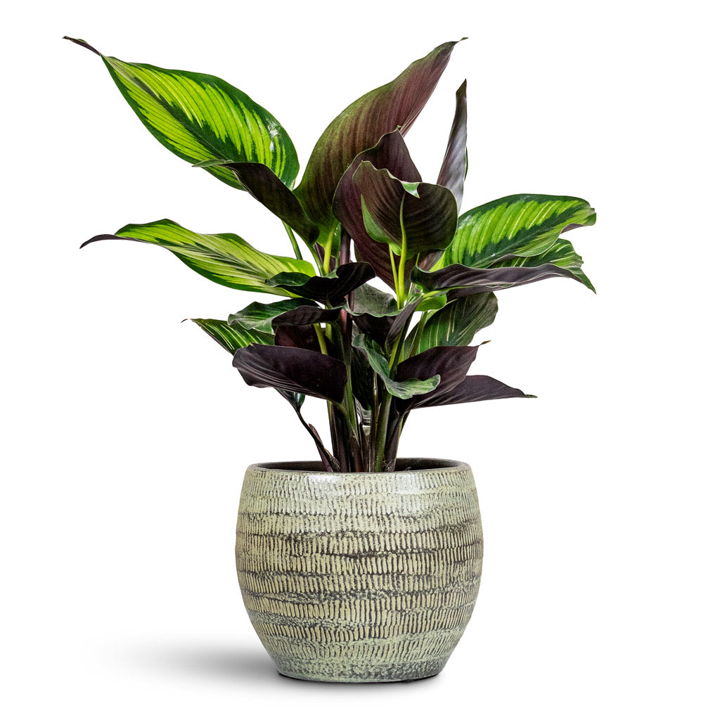 Calathea Beauty Star 12x30cm House Plant in Manuel Pot Shiny Thyme 16x13cm
