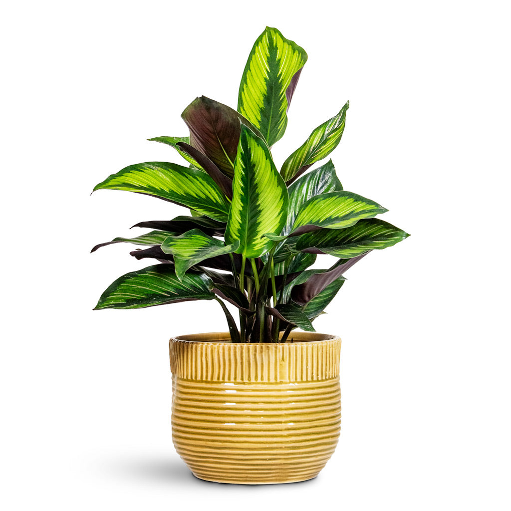 Calathea Beauty Star 12x30cm House Plant in Nona Pot Mustard 17x15cm