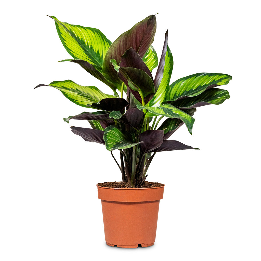 Calathea Beauty Star 12x30cm