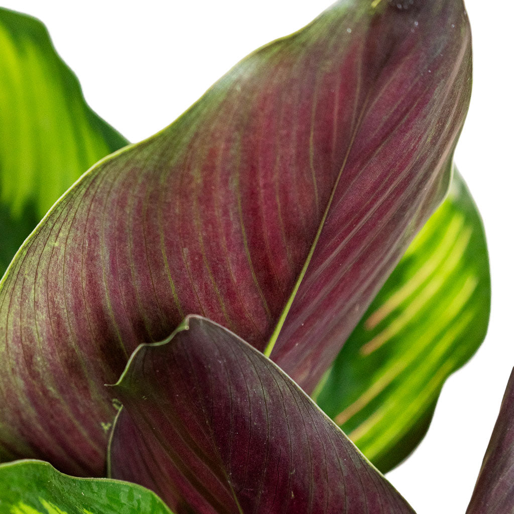 Calathea Beauty Star Close up