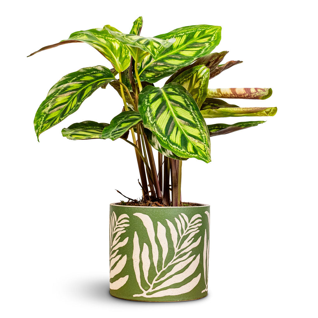 Calathea Flamestar 14x45cm House Plant In Leaf Pot Green 15x13cm