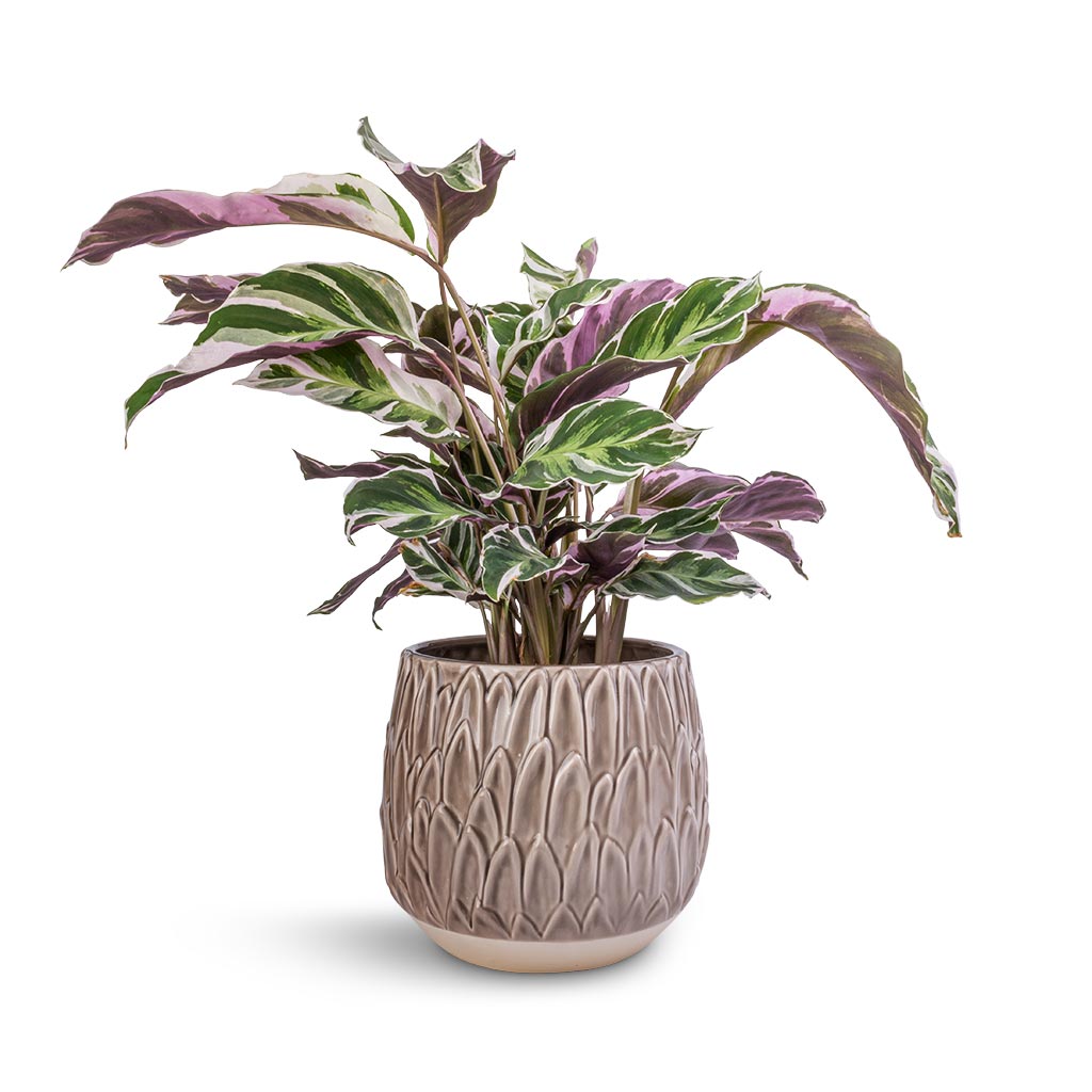Calathea Fusion White & Arles Leaf Plant Pot - Mocha
