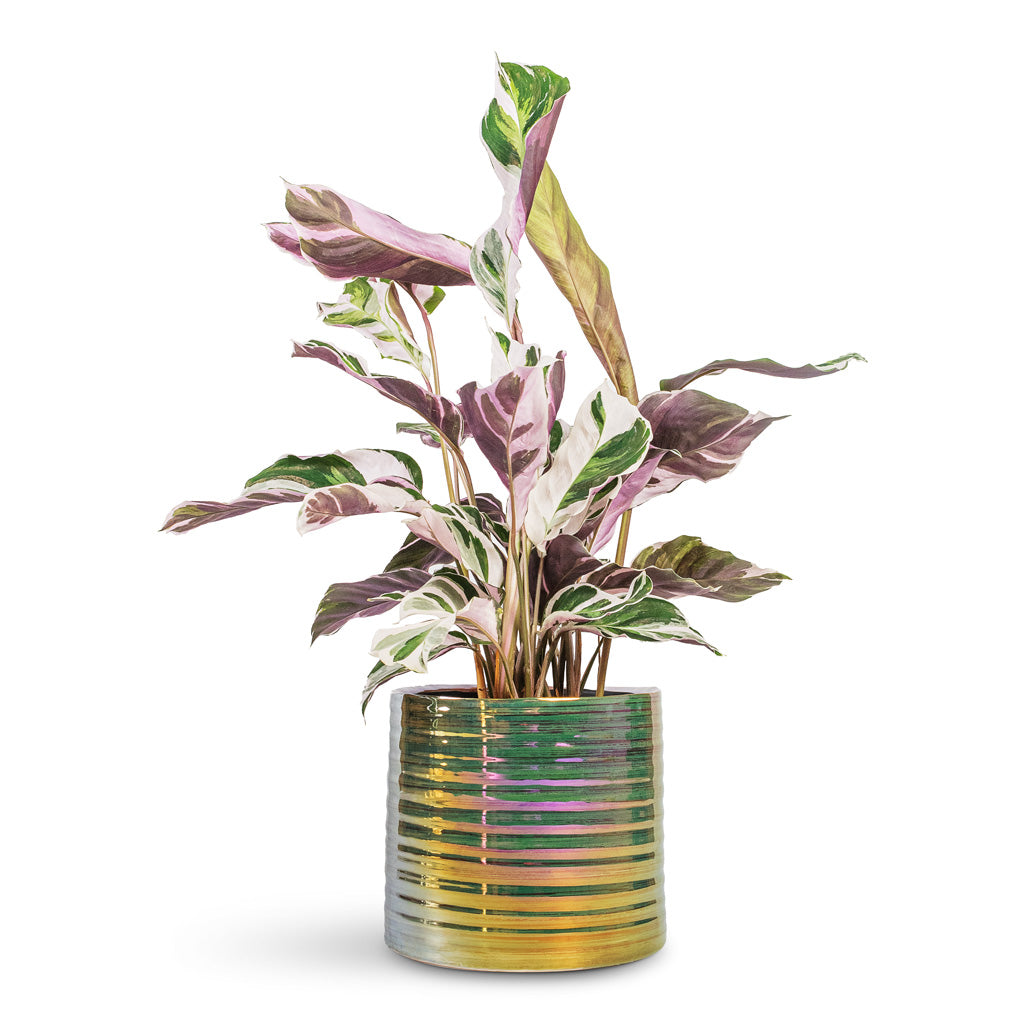 Calathea Fusion White - 14x35cm In Didi Plant Pot Pearl Green - 19x16cm