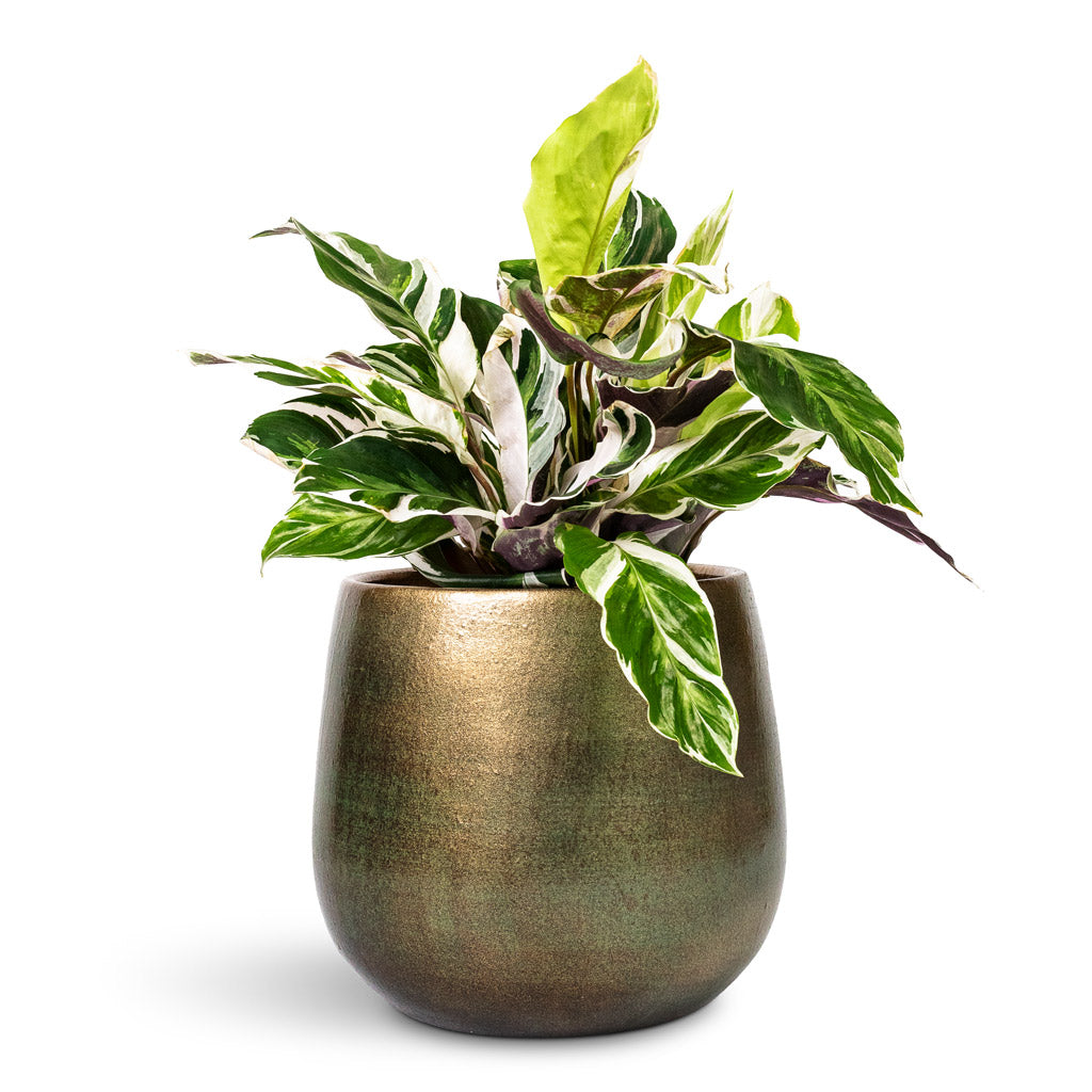 Calathea Fusion White - 14x35cm In Esra Plant Pot Shiny Green 22x20cm