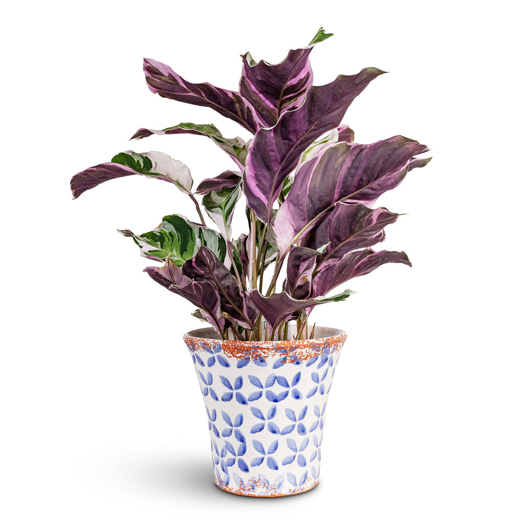Calathea Fusion White 14x35cm House Plant In Porto Pot Blue Tile 19x17.5cm