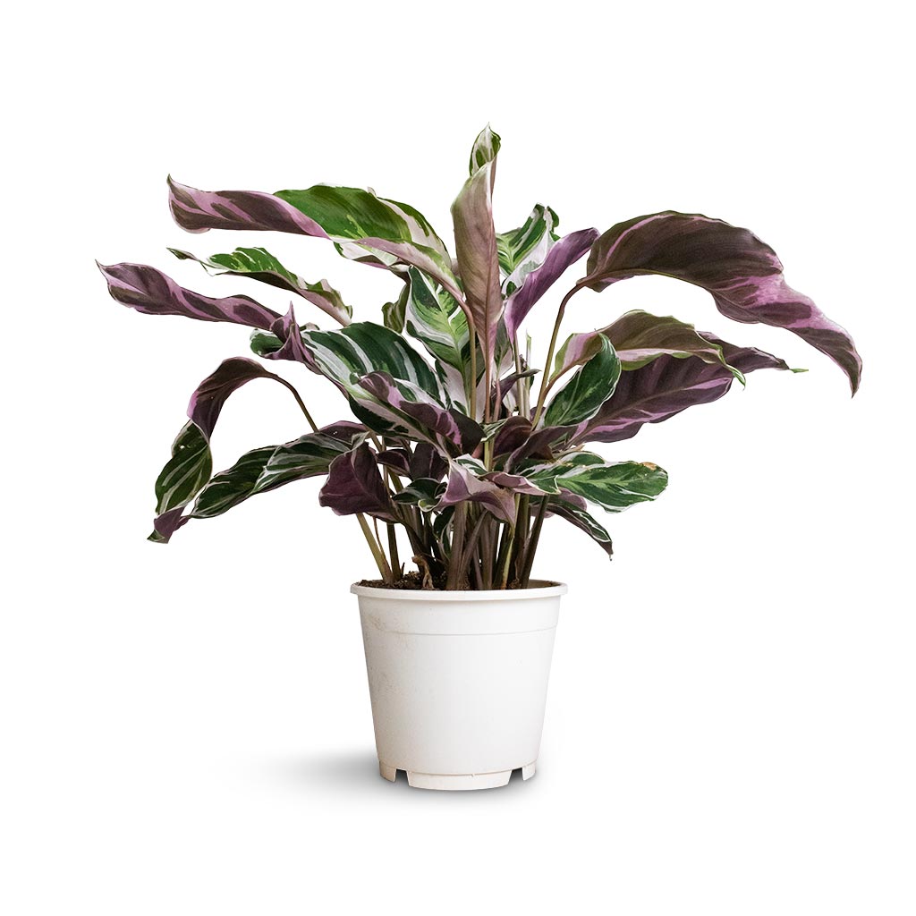 Calathea Fusion White - 14 x 35cm