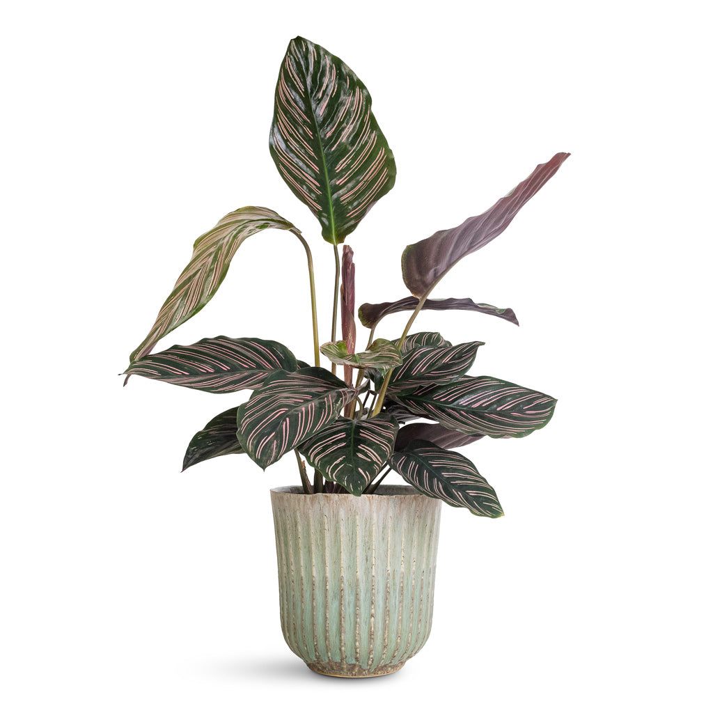 Calathea Sanderiana Pin Stripe - 14x50cm In Roger Pot Powder - 17x17cm