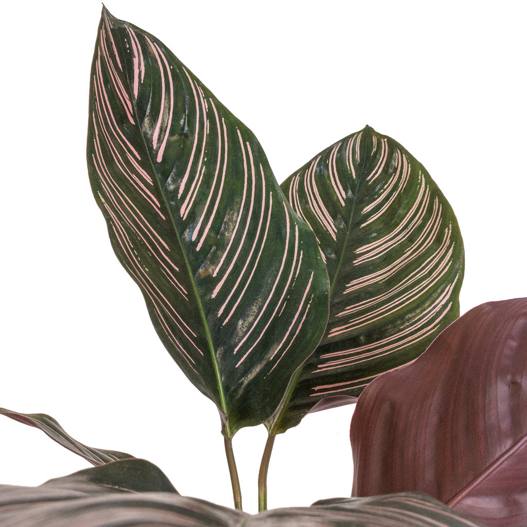Calathea Sanderiana Pin Stripe Calathea - 24x75cm & Charlie Plant Pot Grey Washed - 32x31cm