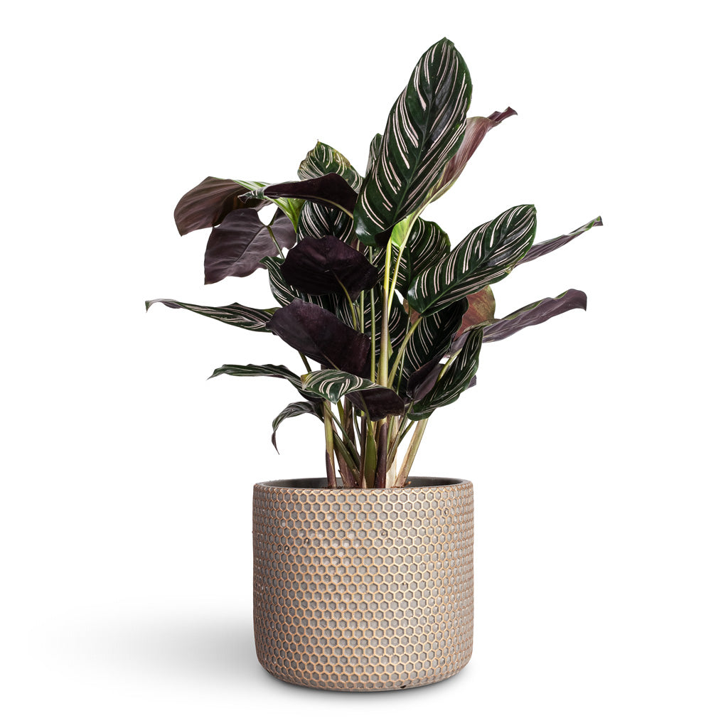 Calathea Sanderiana Pin Stripe Calathea - 14x50cm In Bernt Plant Pot Shiny Gold - 17x14cm