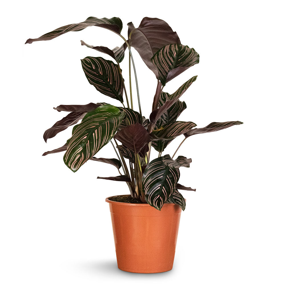 Calathea Sanderiana - Pin-Stripe Calathea