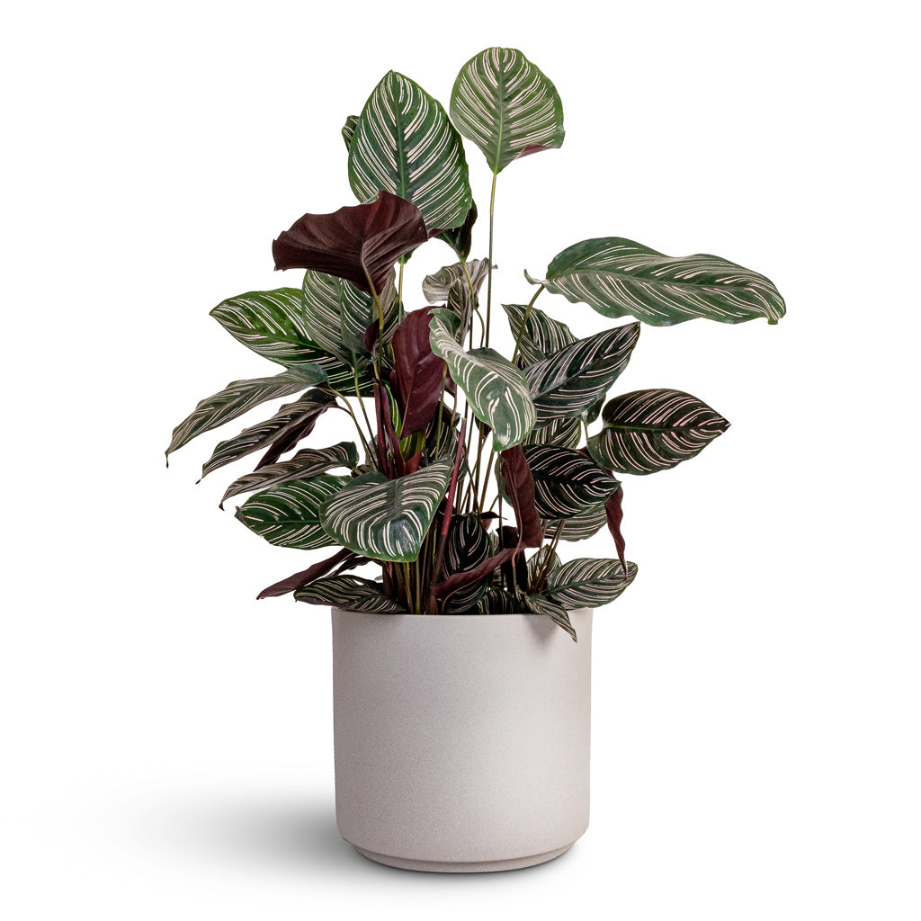Calathea Sanderiana - Pin-Stripe Calathea & Leon Plant Pot - Cement
