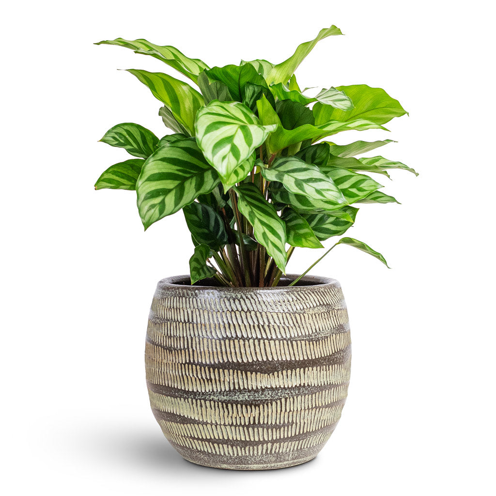 prayer plant freddie Calathea concinna Freddie - Prayer Plant - Indoor Plants