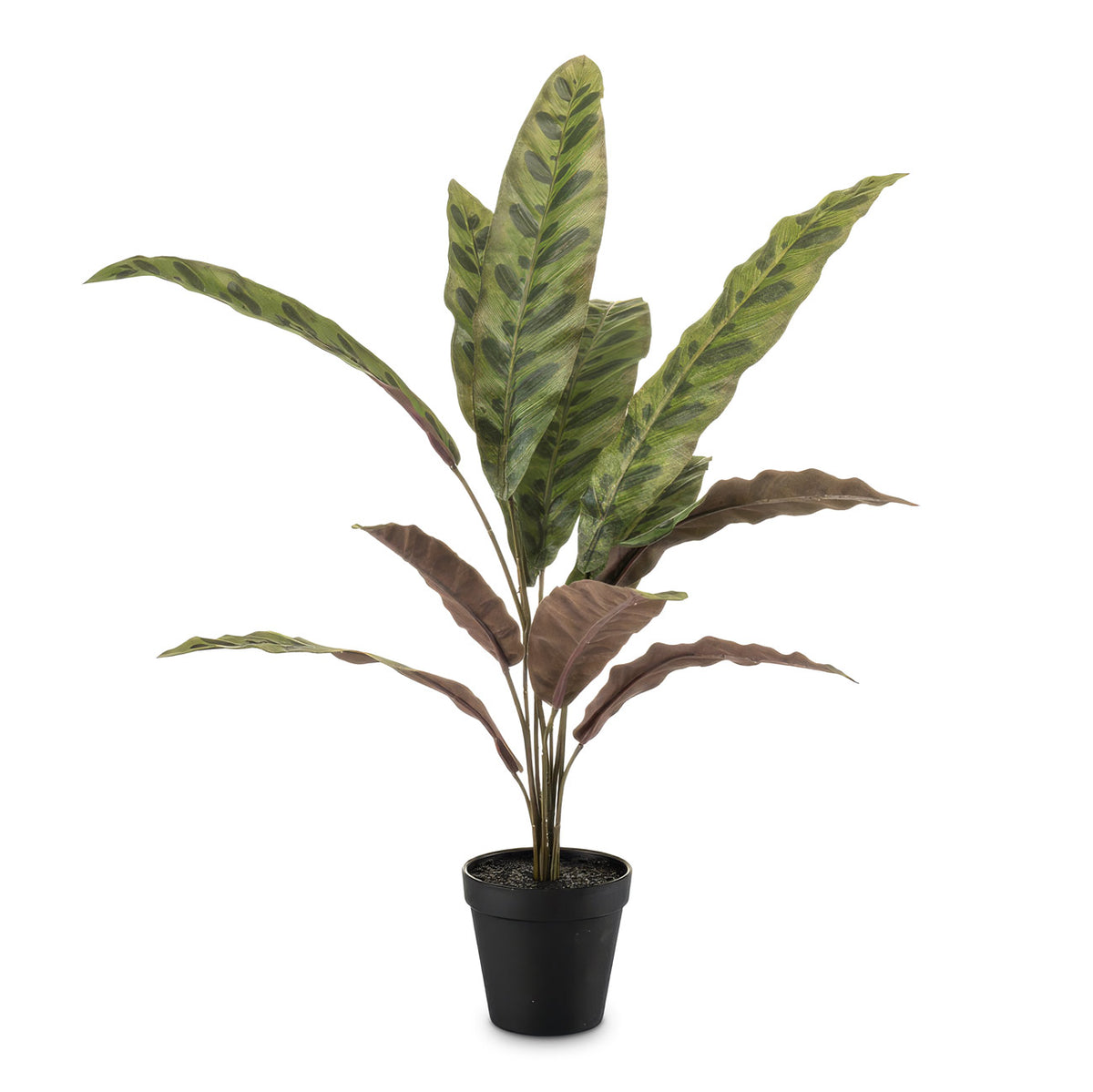 Calathea lancifolia Bush Potted 60cm Artificial