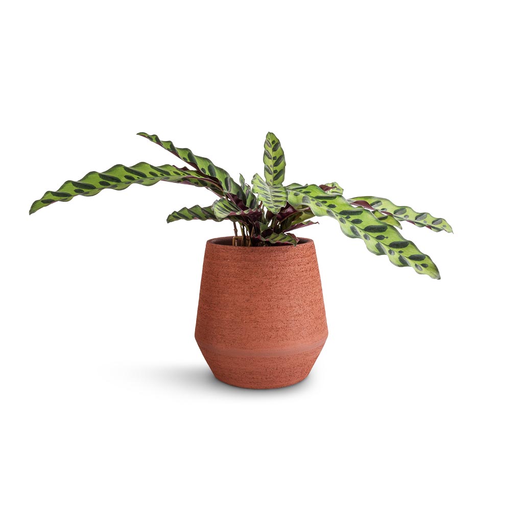 Calathea lancifolia - Rattlesnake Plant & Humus Plant Pot - Terra