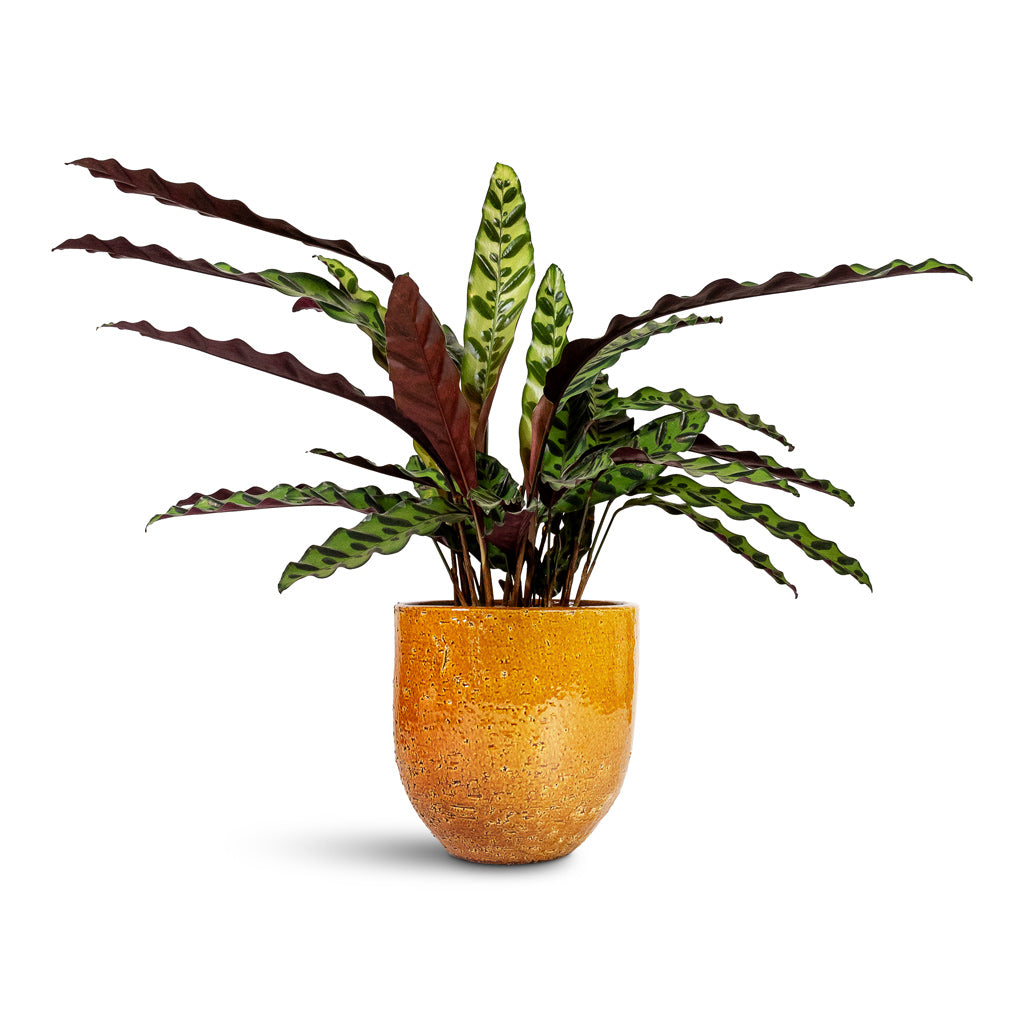 Calathea lancifolia Rattlesnake Plant - 14x40cm In Jolin Plant Pot Ochre - 24x23cm