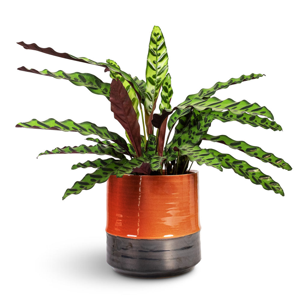 Calathea alancifolia Rattlesnake Plant - 17x60cm In Marlijn Plant Pot Coral - 24x23cm