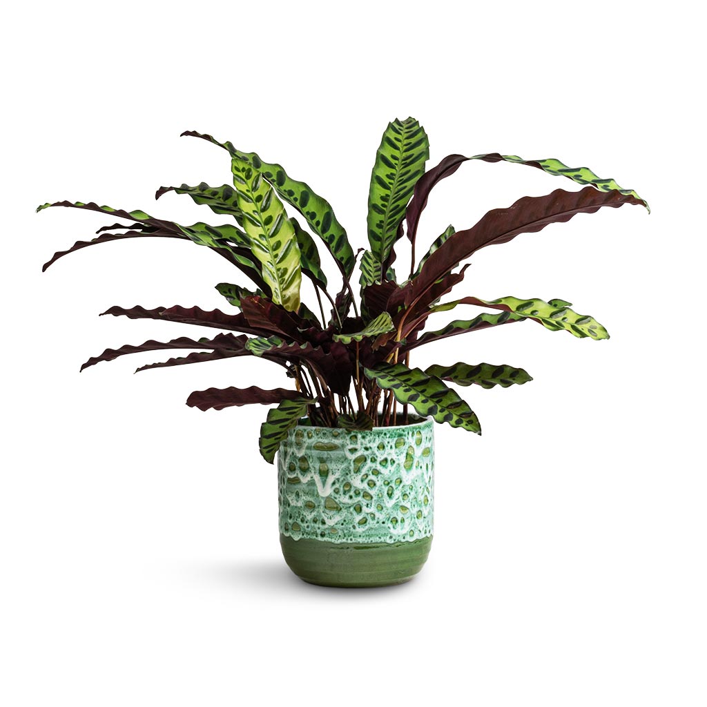 Calathea lancifolia - Rattlesnake Plant &amp; Ocean Glaze Plant Pot - Emerald