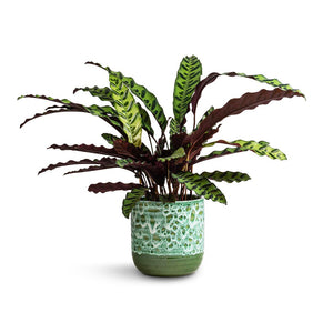 Calathea lancifolia - Rattlesnake Plant & Ocean Glaze Plant Pot - Emerald