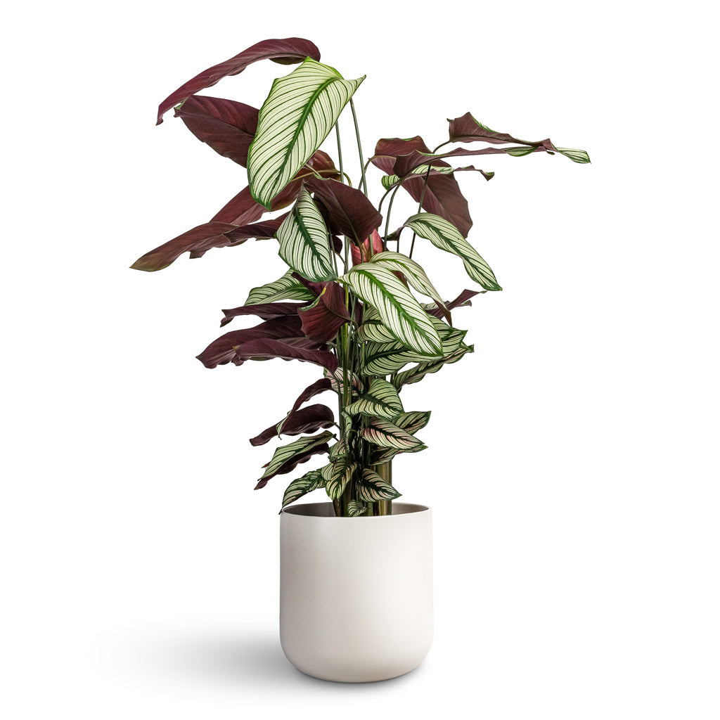 Calathea majestica White Star & Arley Plant Pot - Blue Dragonfly