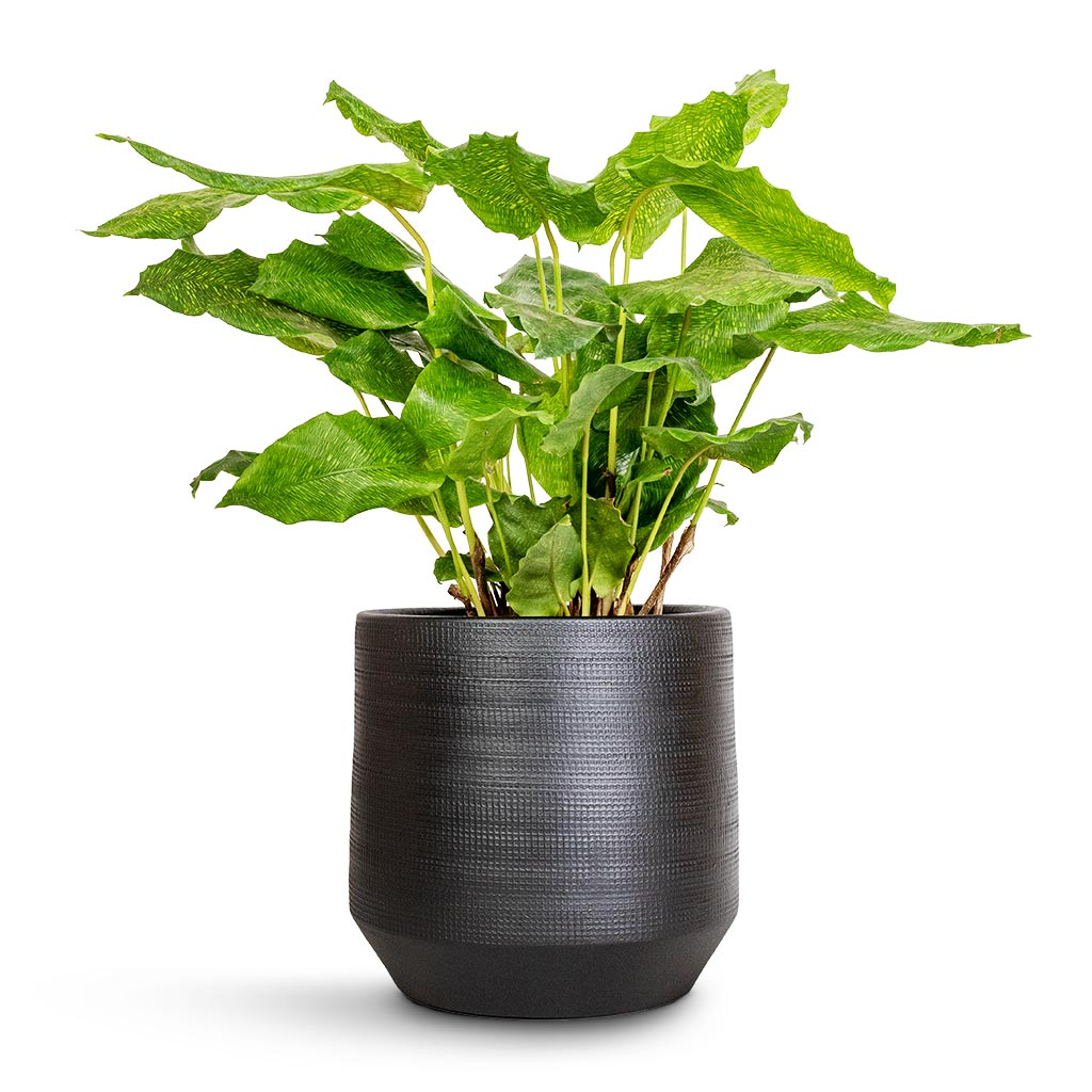 Calathea musaica Network & Norell Plant Pot - Black