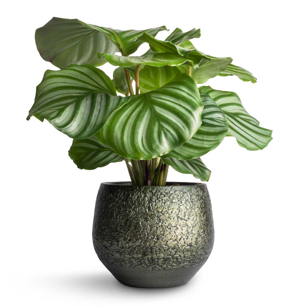 Calathea orbifolia & Noor Plant Pot - Velvet Green