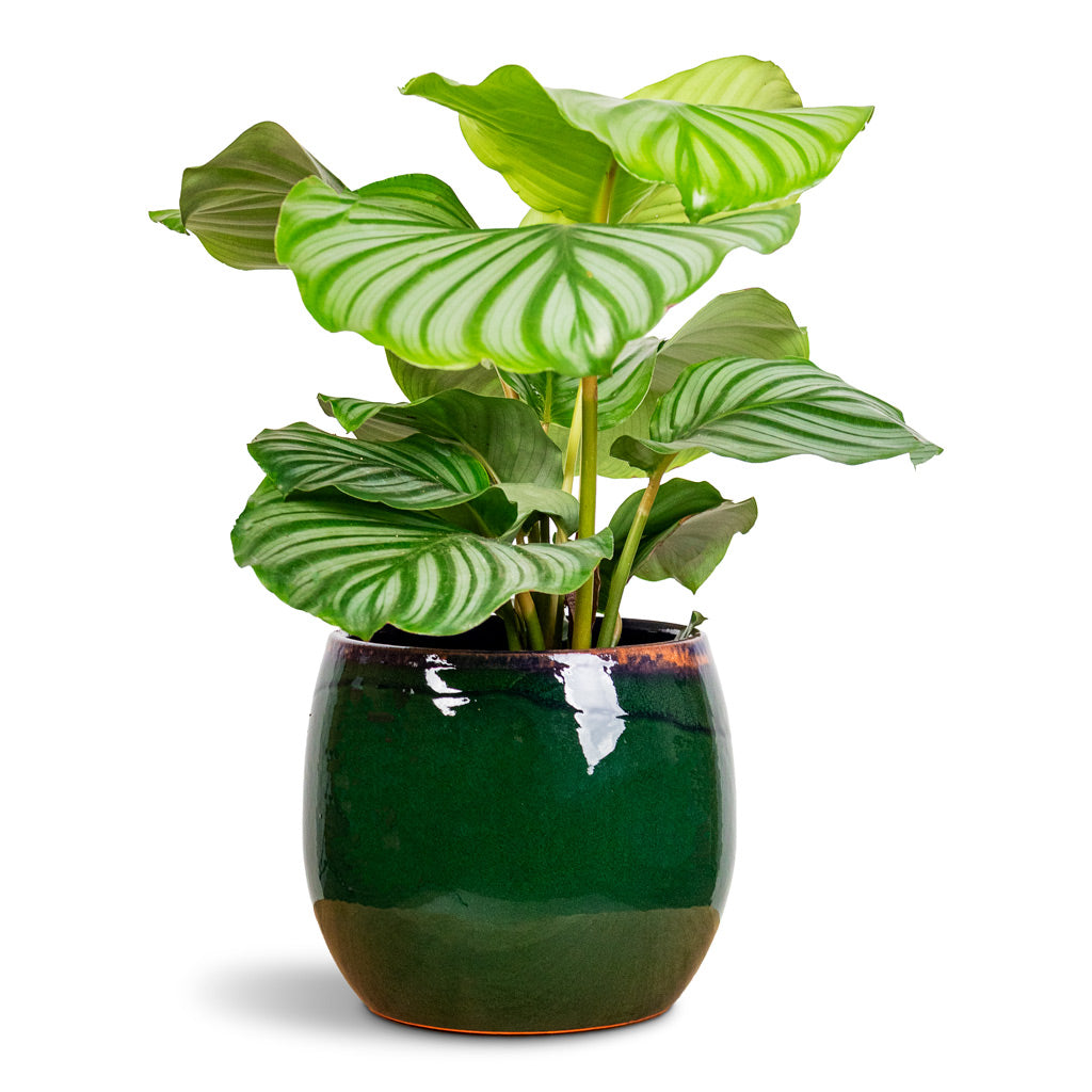 Calathea orbifolia 14x40cm House Plant in Charlotte Pot Green 19x16cm