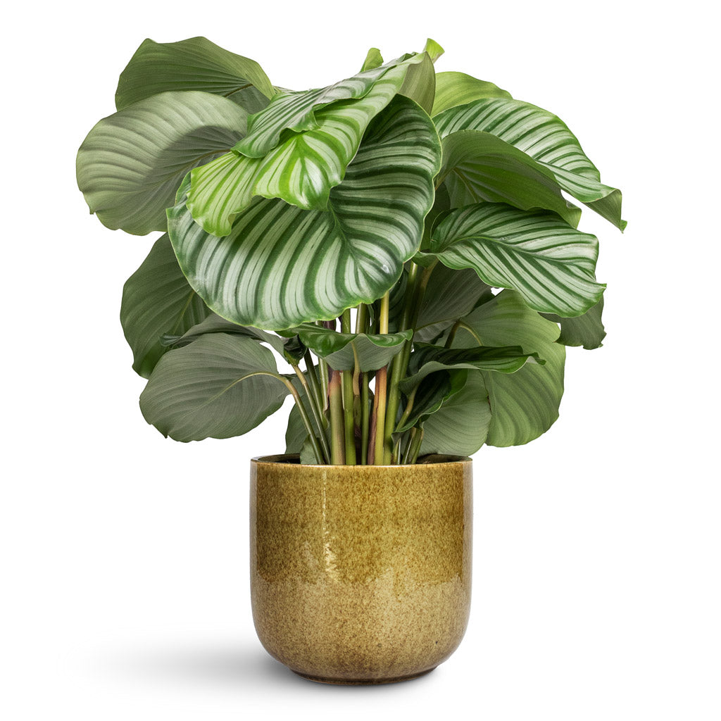 Calathea orbifolia - 19x60cm In Nine Plant Pot Olive Green - 22x20cm