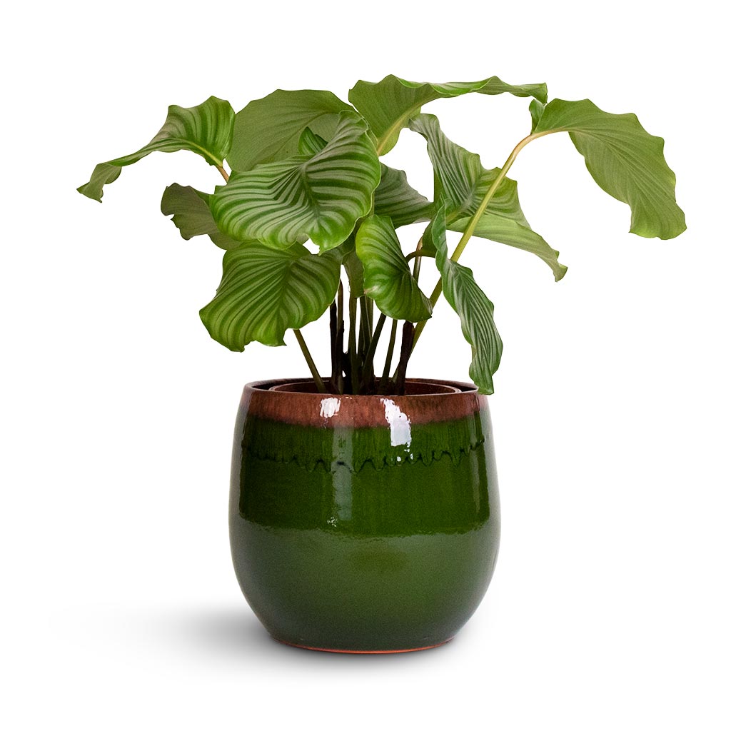 Calathea orbifolia & Charlotte Plant Pot - Green