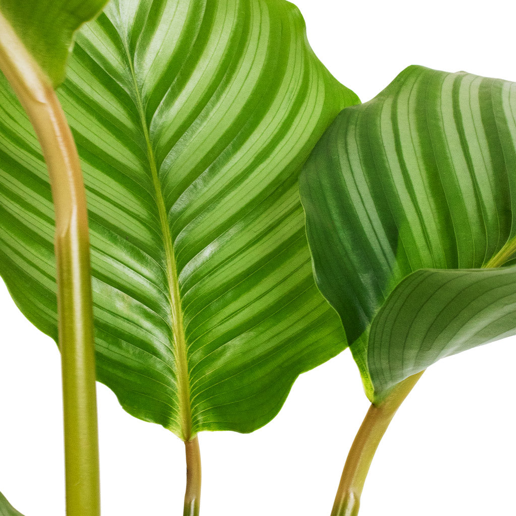 Calathea orbifolia & Noor Plant Pot - Velvet Green