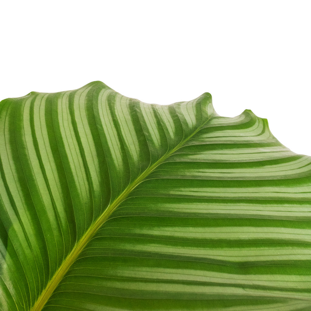 Calathea orbifolia Details