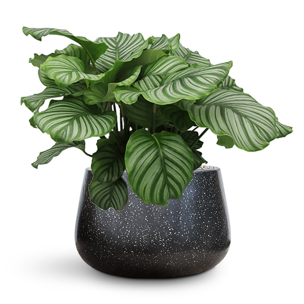 Calathea Orbifolia In Terrazzo Darcy Planter Black Planter