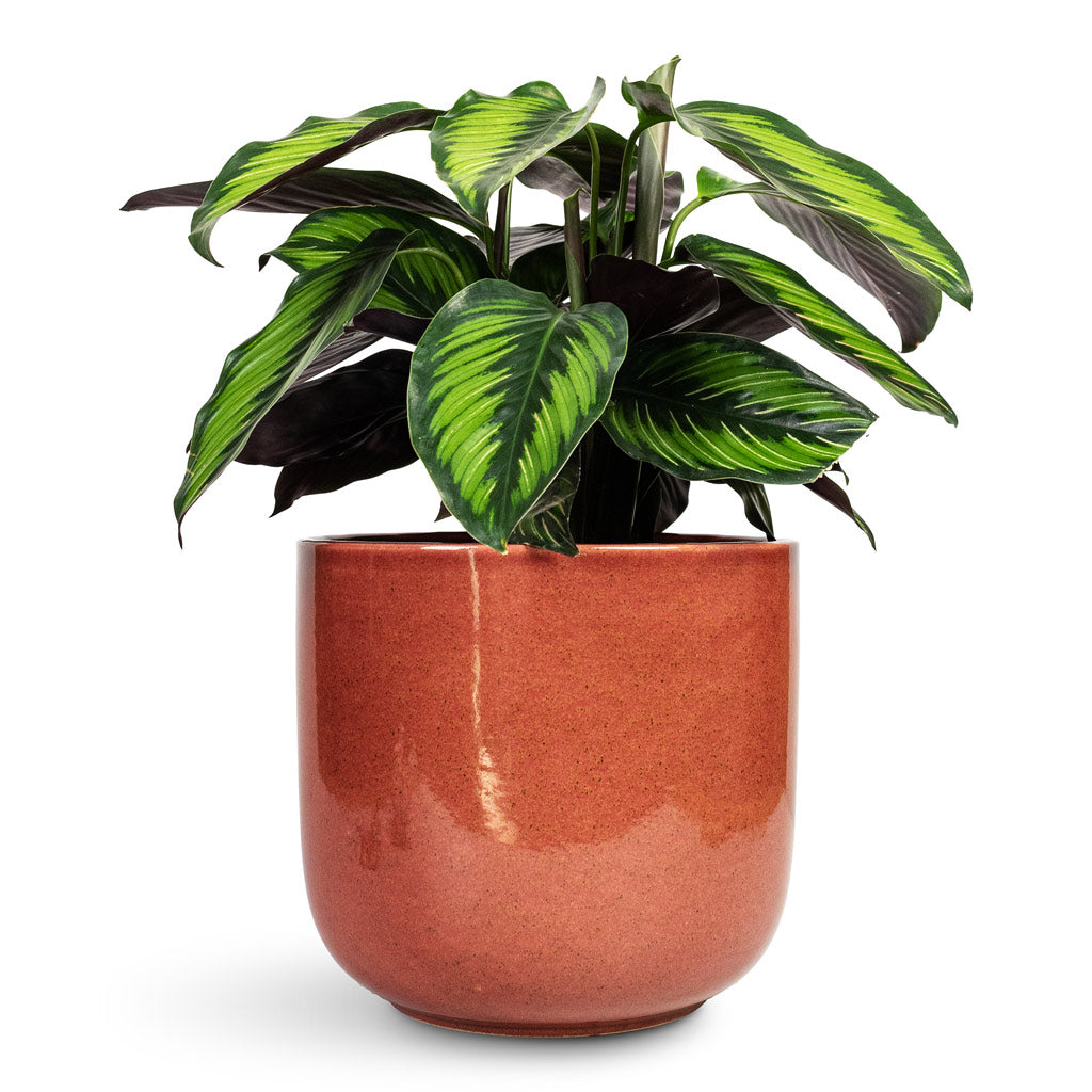 Calathea ornata Beauty Star 14x40cm In Nine Plant Pot Blush Pink - 22x20cm