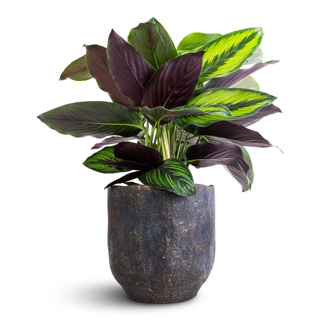 Calathea ornata Beauty Star &amp; Dave Plant Pot - Earth