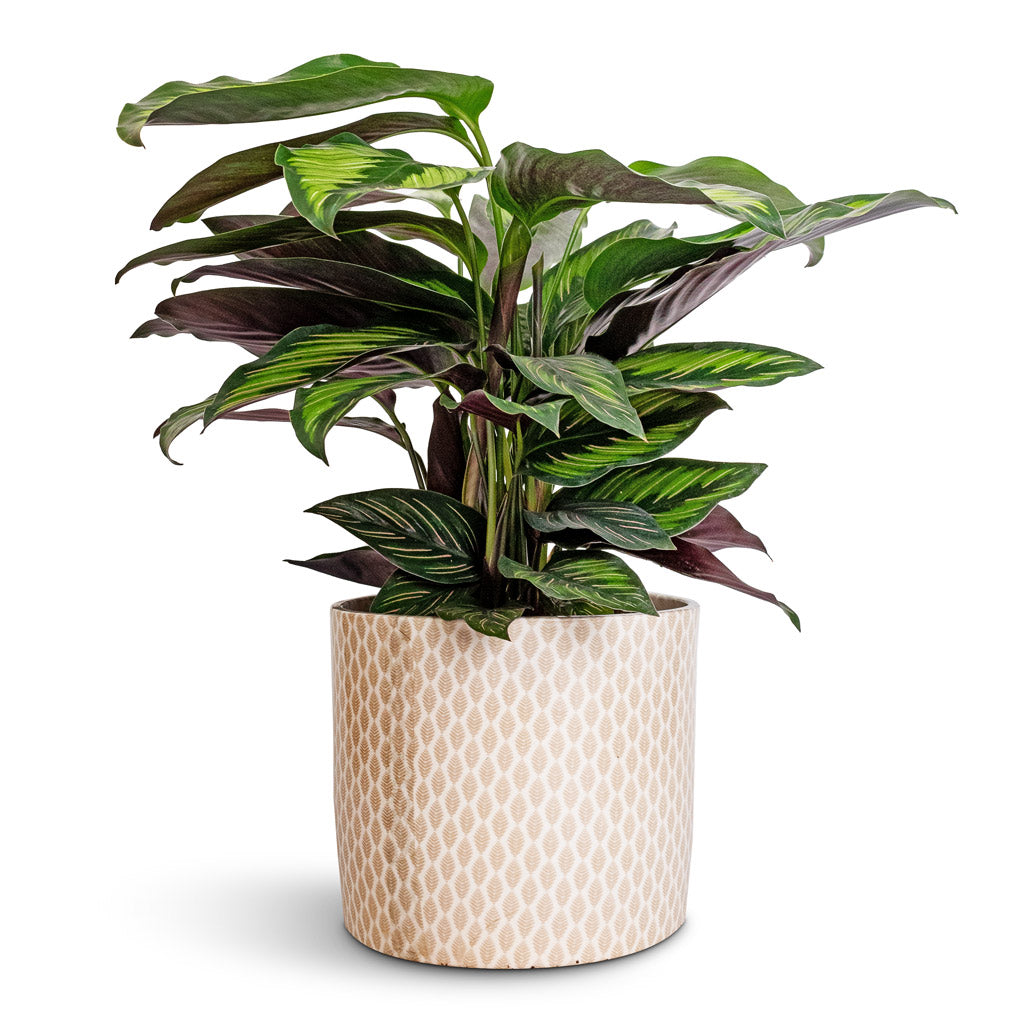 Calathea ornata Beauty Star &amp; Lazzaro Plant Pot - Taupe Garland