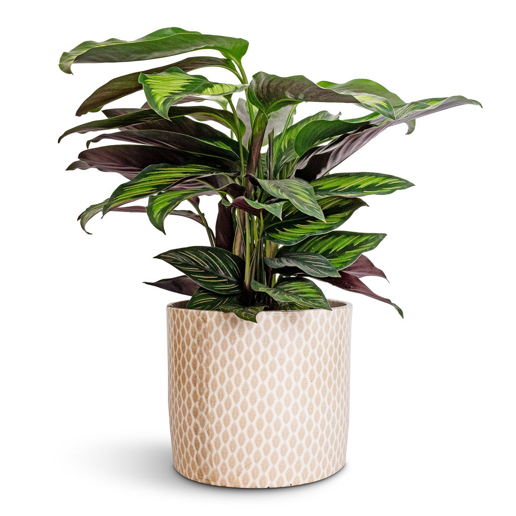Calathea ornata Beauty Star & Lazzaro Plant Pot - Taupe Garland