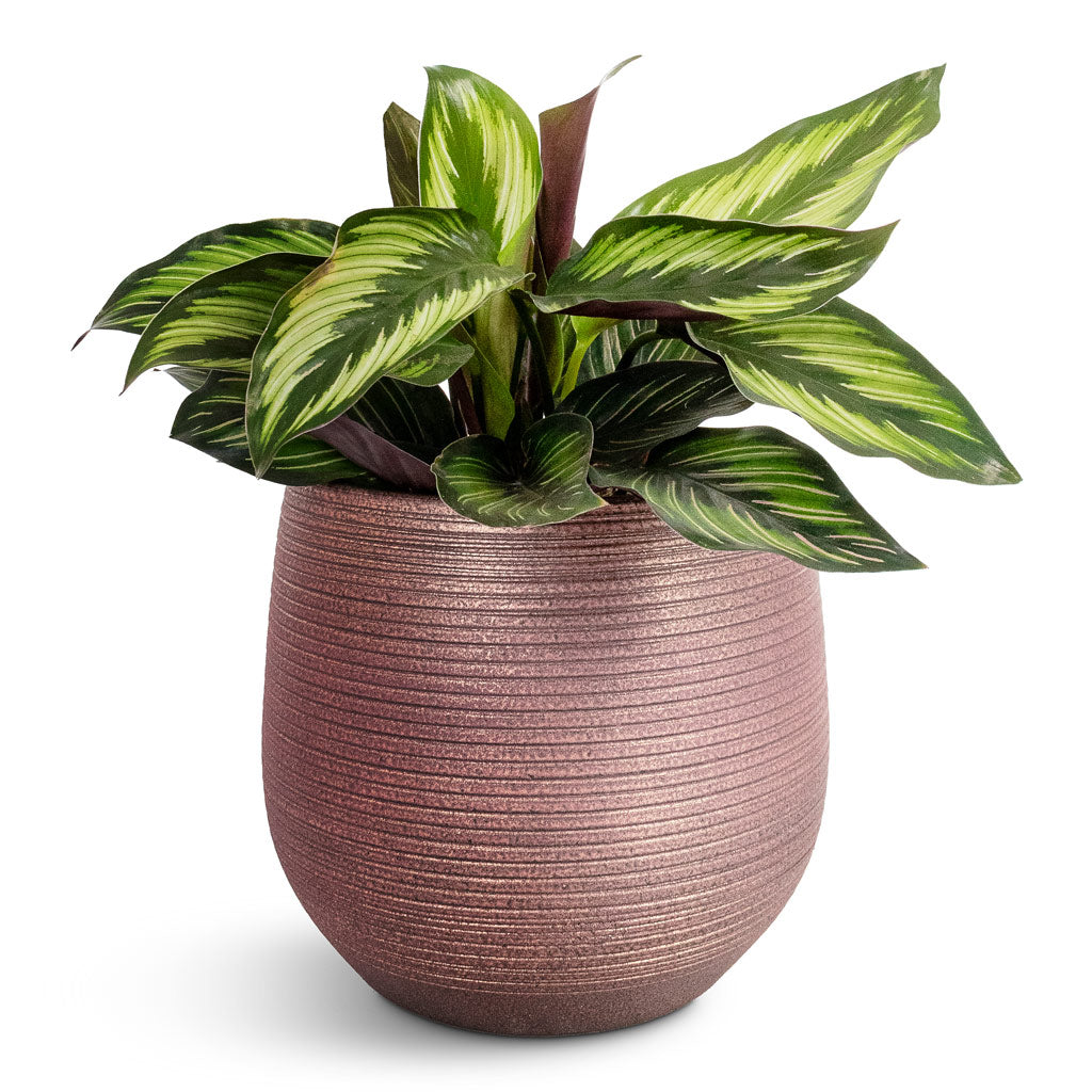 Calathea ornata Beauty Star & Lydia Plant Pot - Shiny Purple