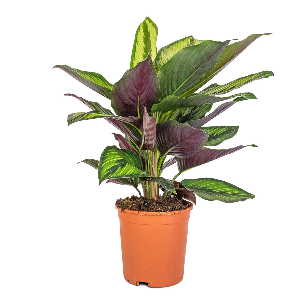 Plante d'ombre à motif de feuilles inhabituel - calathea dottie - pot de 14cm - hauteur env